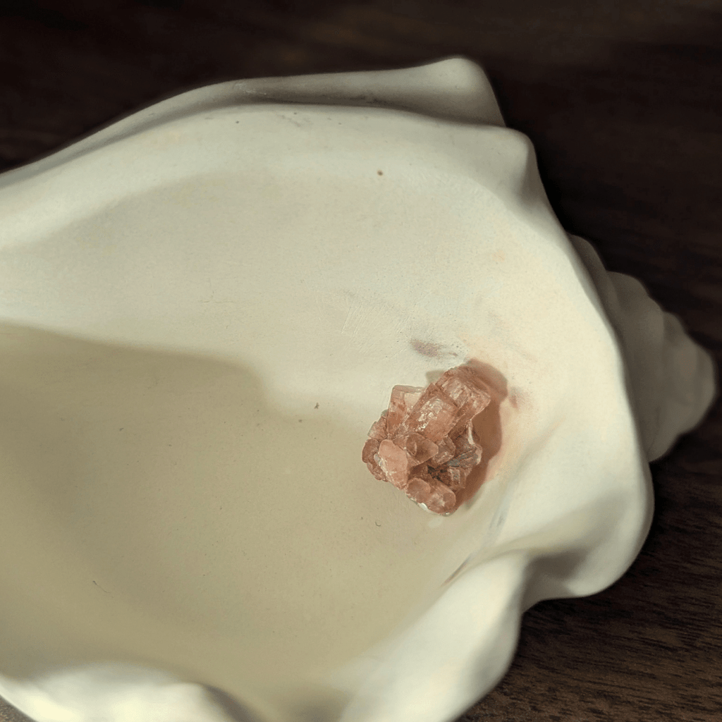 Echoes of the Earth - Shell Dish