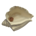 Echoes of the Earth - Shell Dish