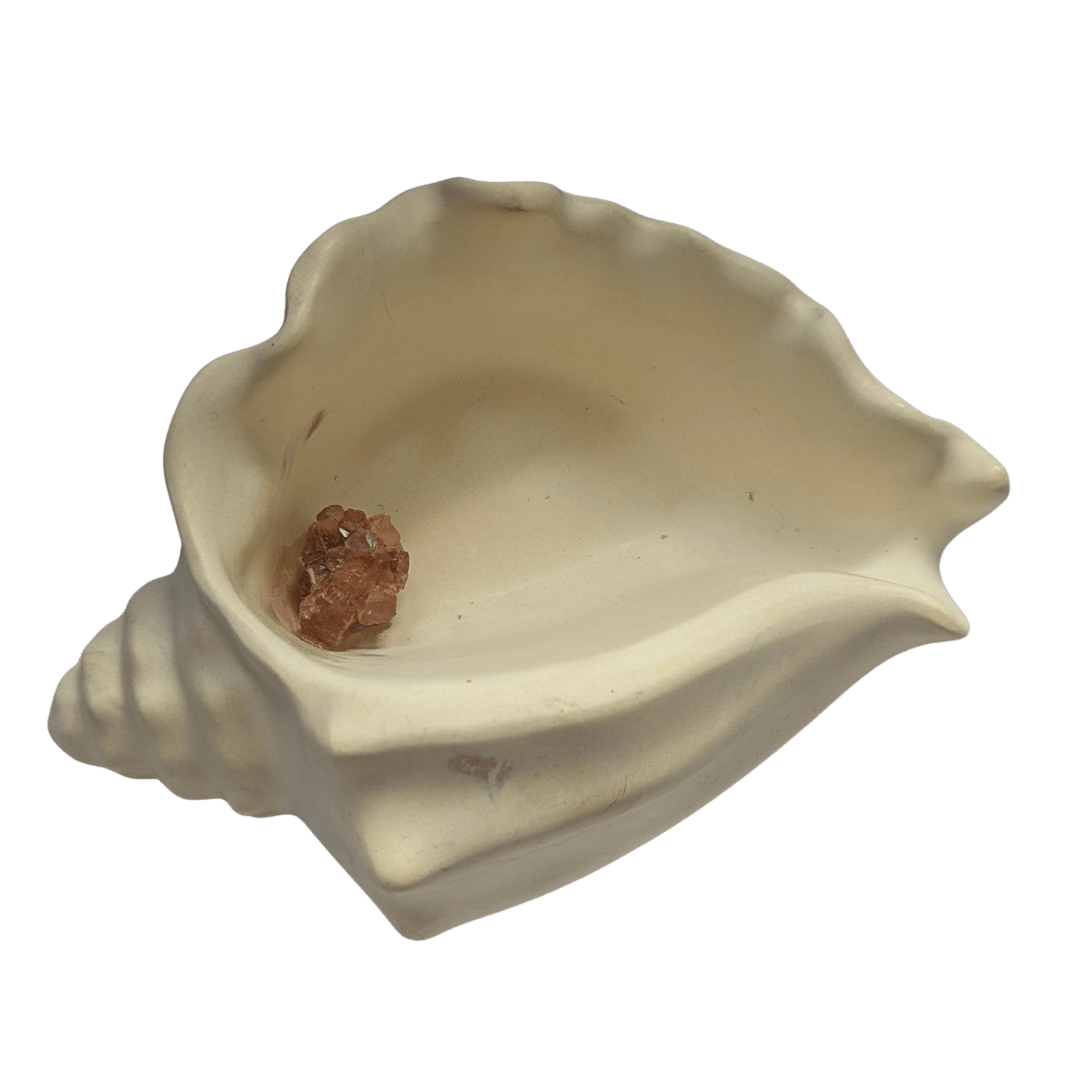 Echoes of the Earth - Shell Dish
